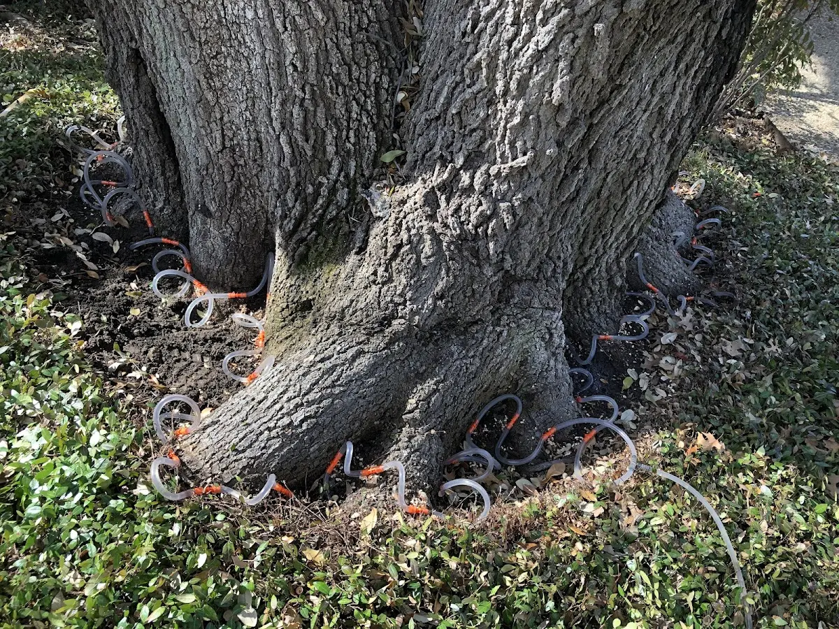 Detailed Tree Cabling and Bracing job site in University Center