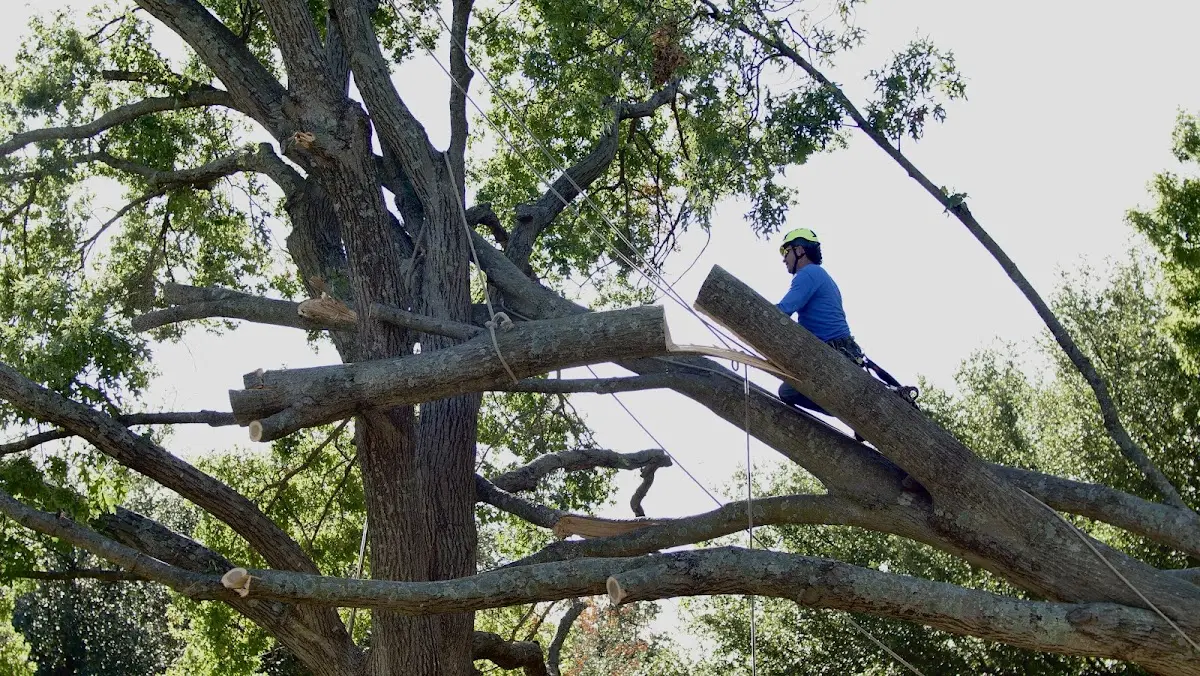 Professional Hazardous Tree Removal performed by certified arborists in University Center