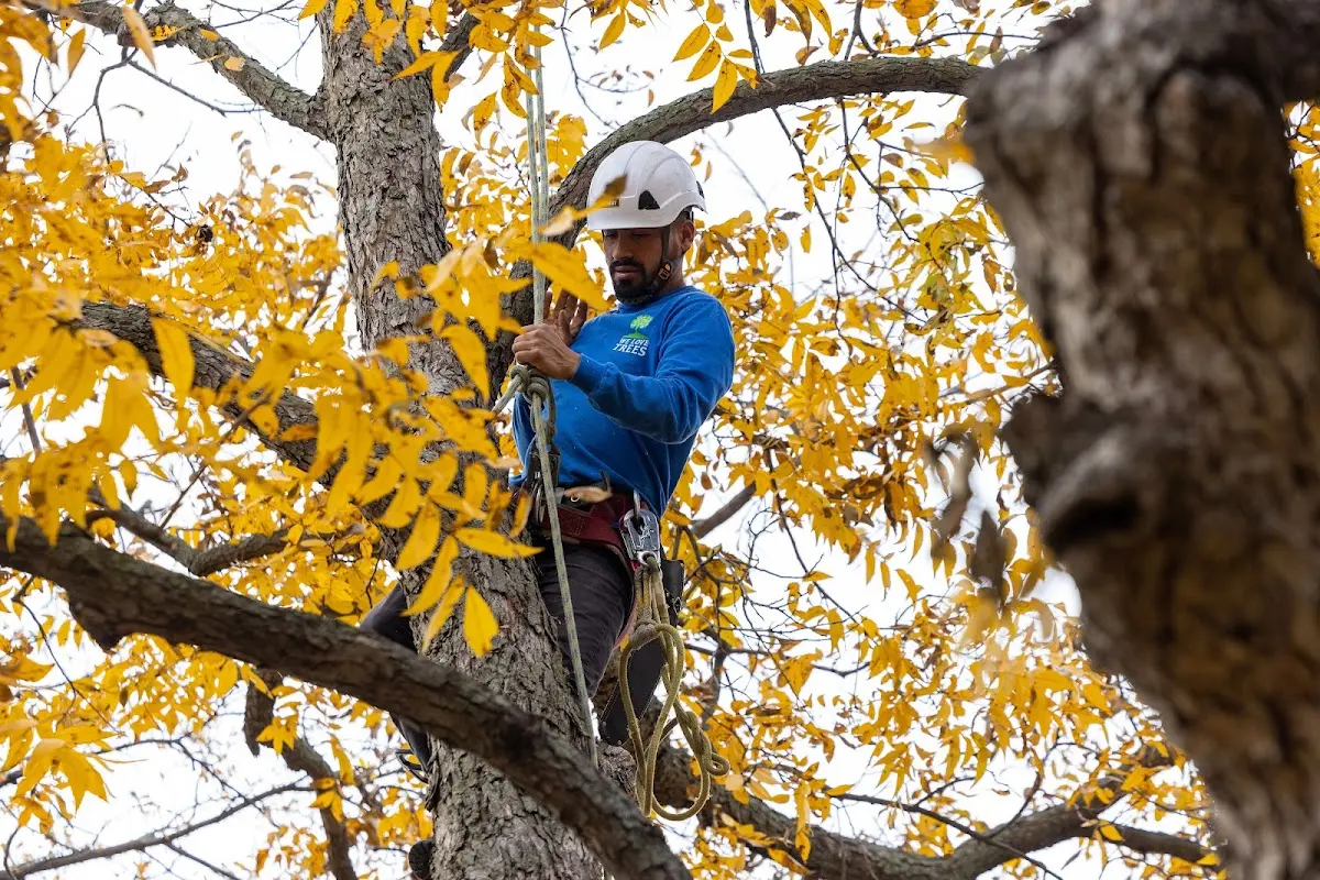 Skilled Tree Planing crew working in University Center