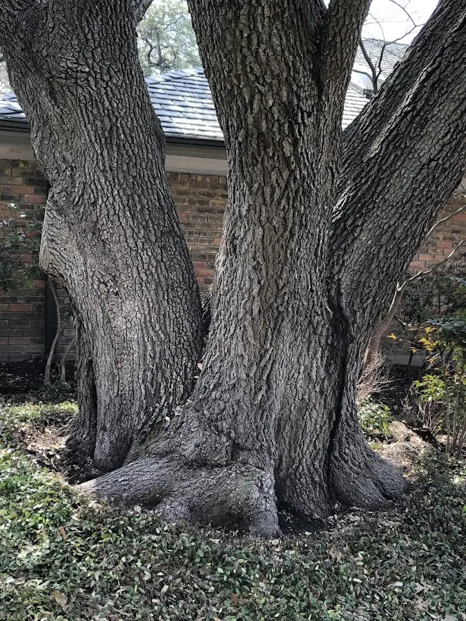 Mature heritage tree close to a University Center property cared for by certified arborists
